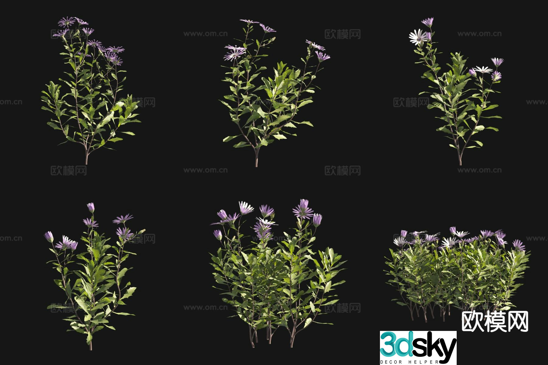 Flowers and plants bone grass thick 3D model