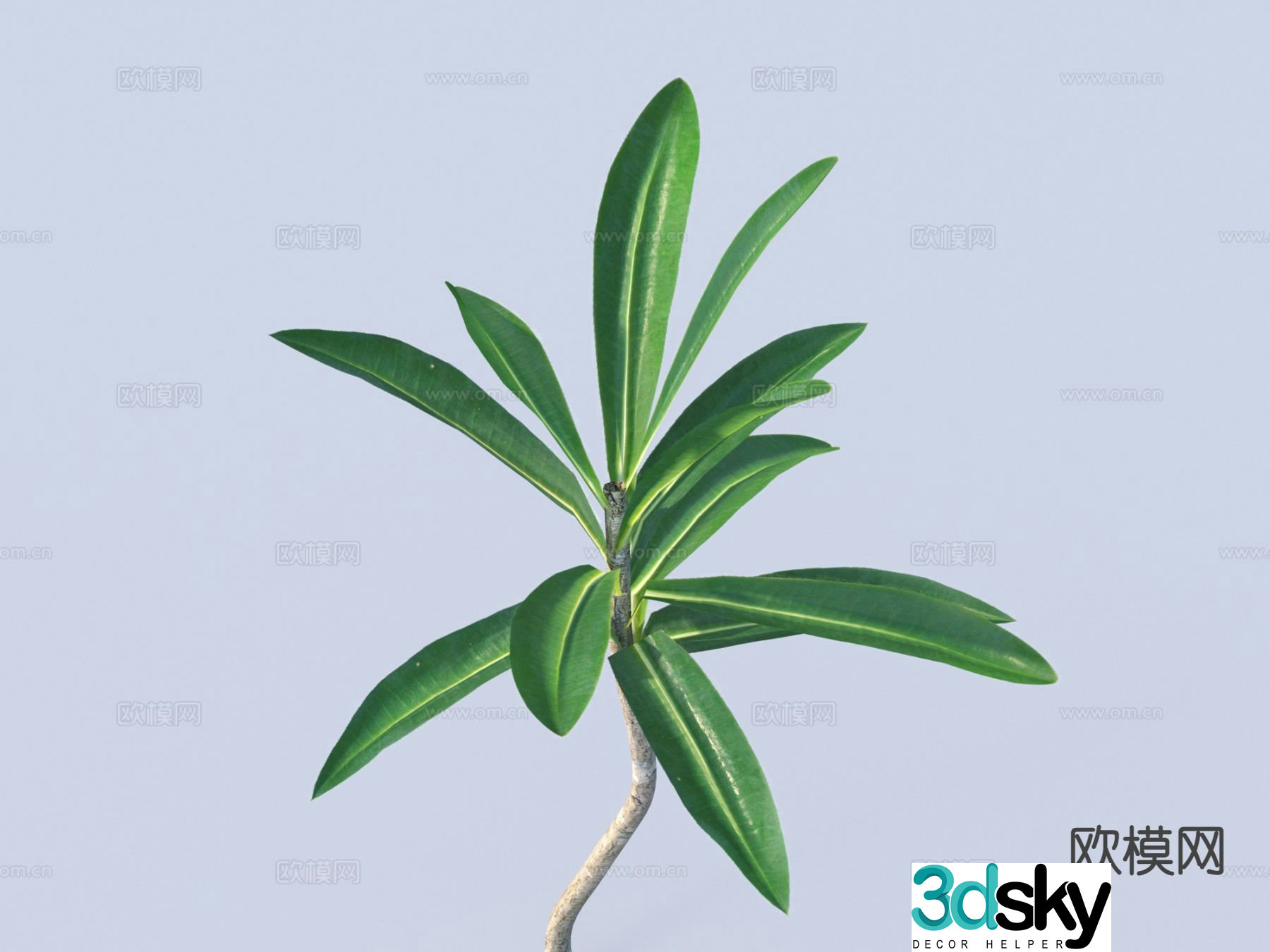 Plant Leaves Branches 3d Model
