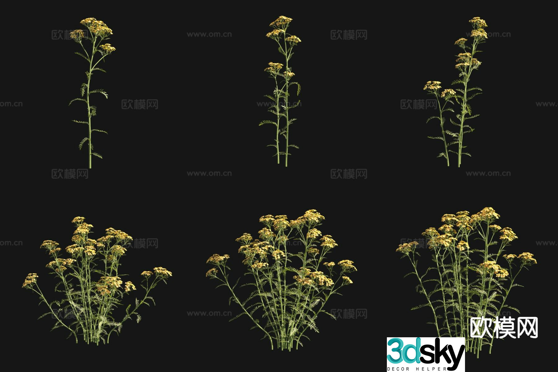 Flowers and plants Terracotta yarrow 3d model