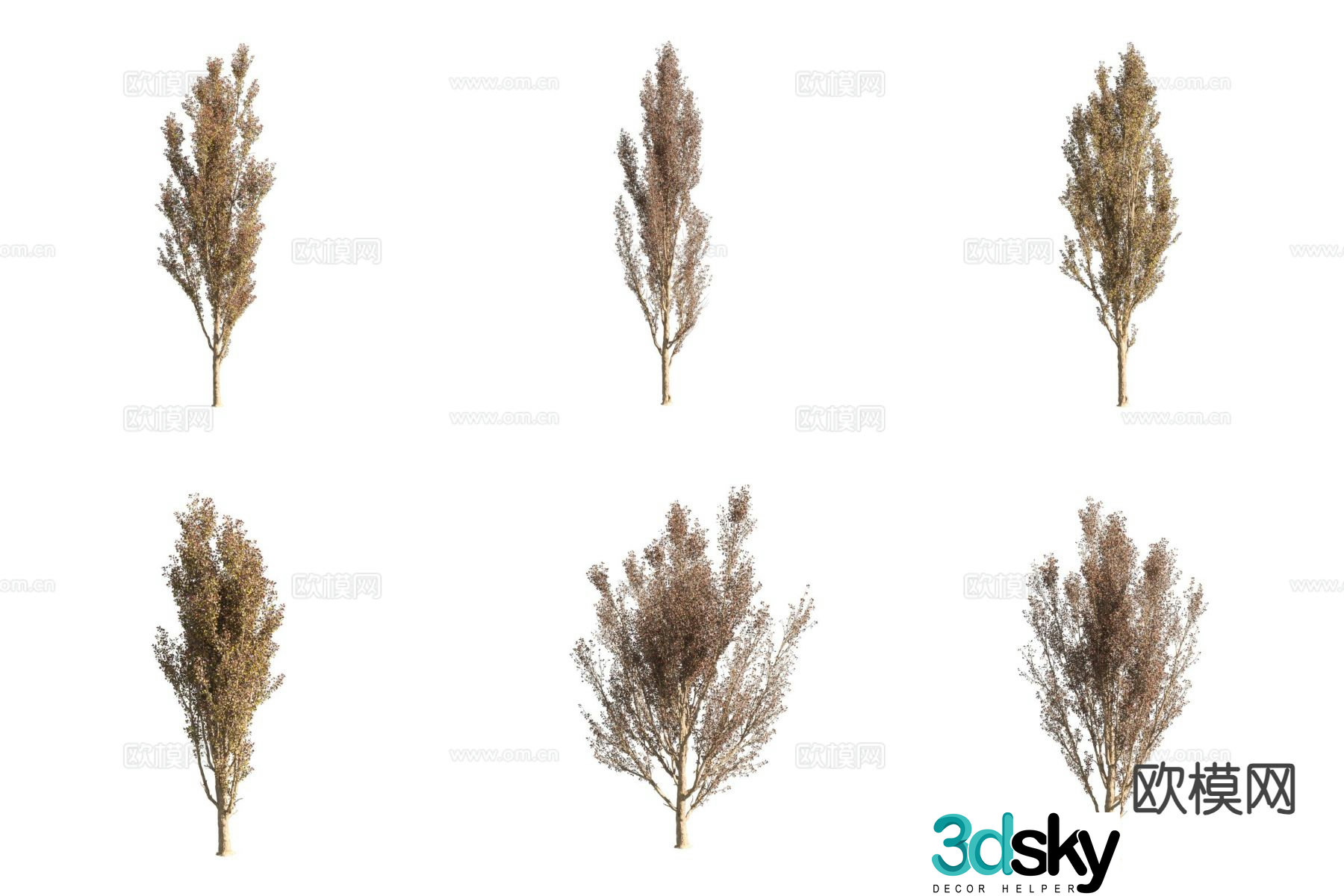 Poplar Landscape Tree Street Street Tree 3D Model