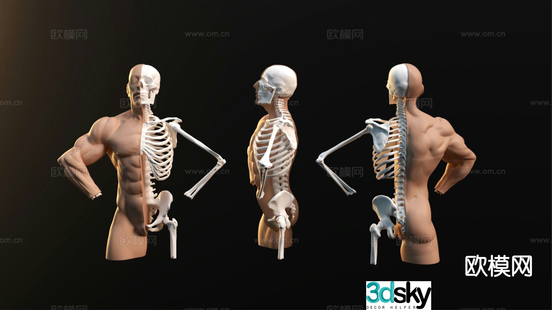Human skeleton Medical equipment 3D model