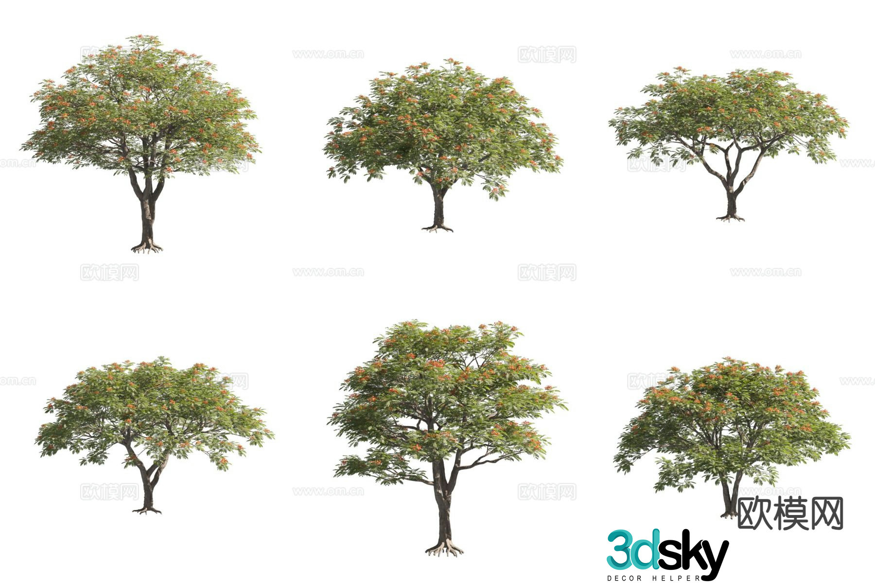 Poinciana shadow tree landscape tree flower tree 3d model
