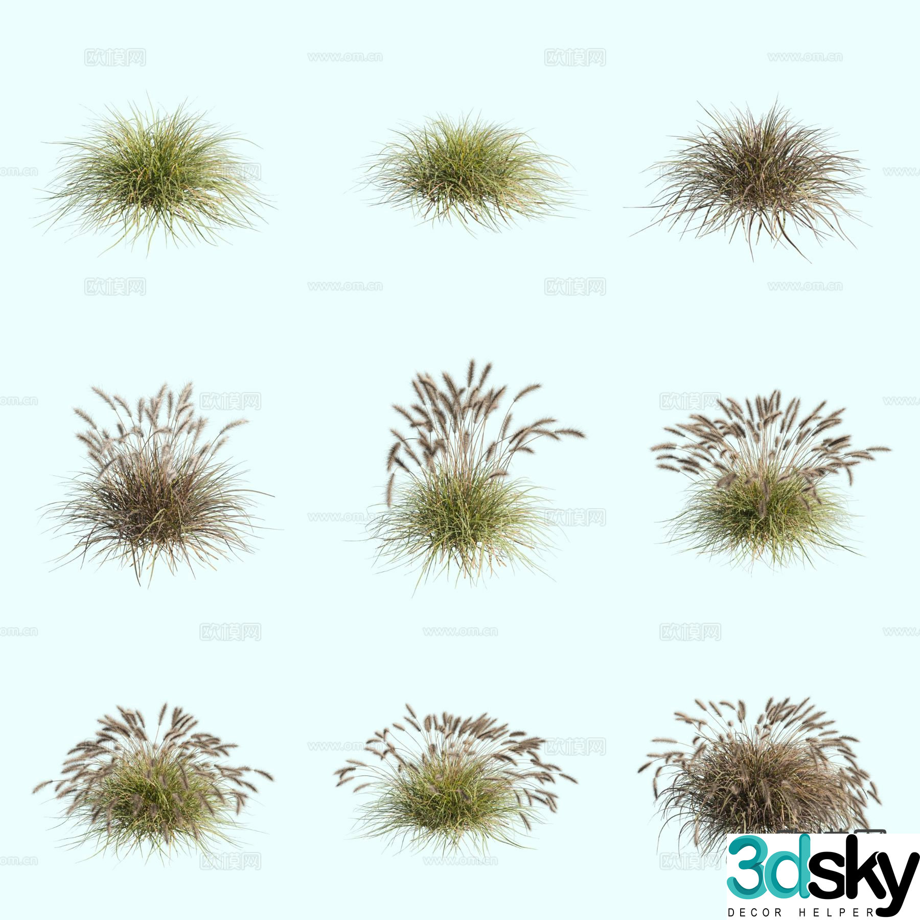 Wolf-tail grass Dog-tail grass Ornamental grass Thatch 3d model