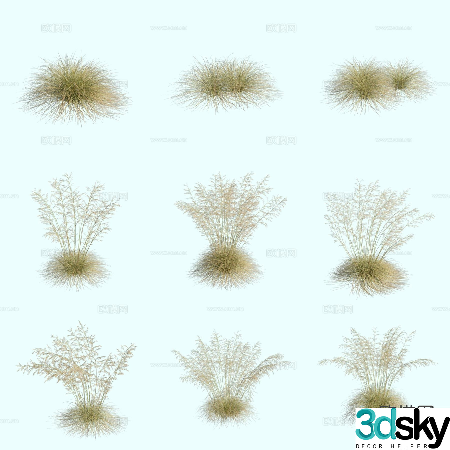 Hair grass ornamental grass thatch flower and grass 3d model