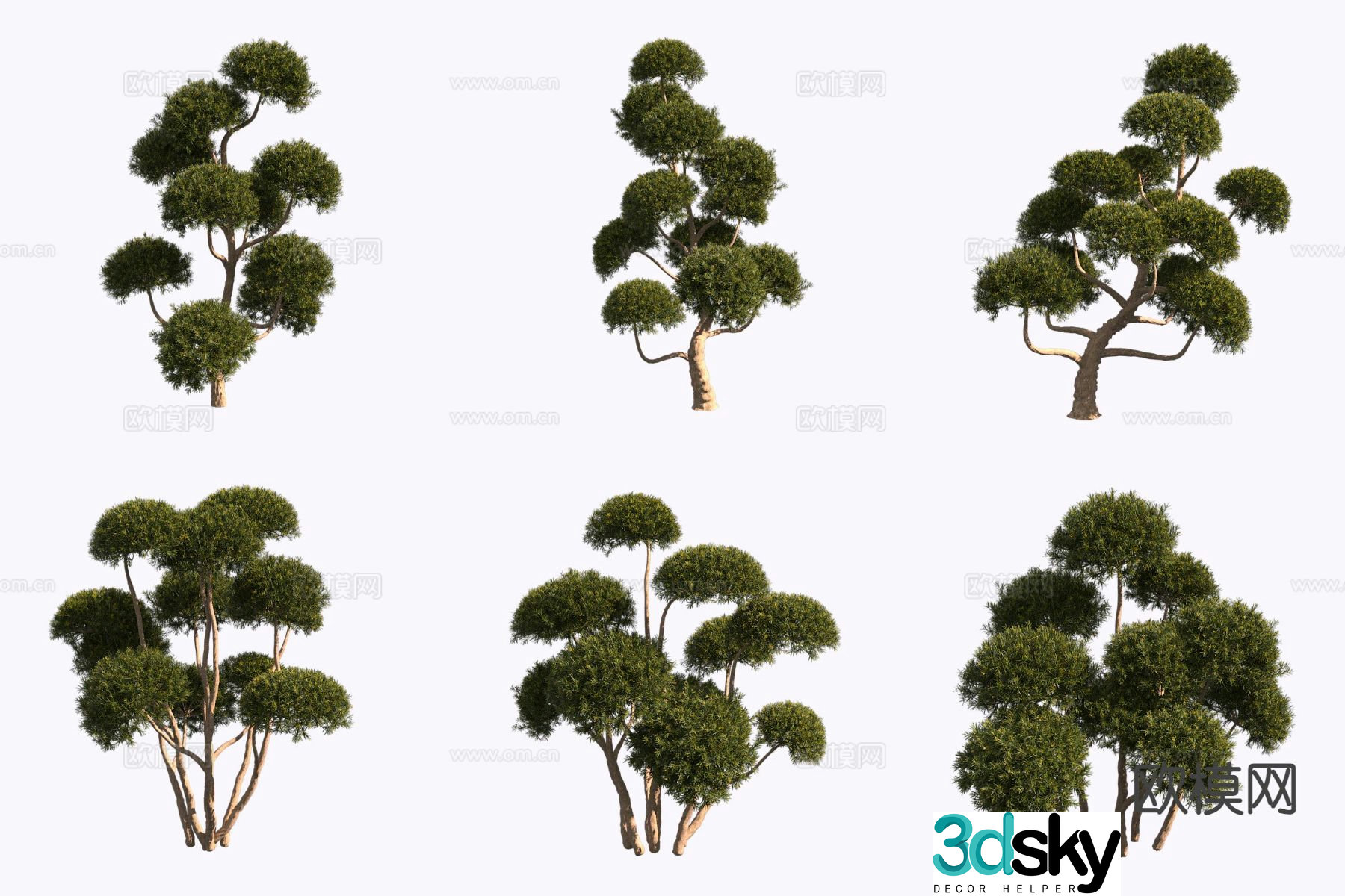 Northeast Yew Plant 3D Model
