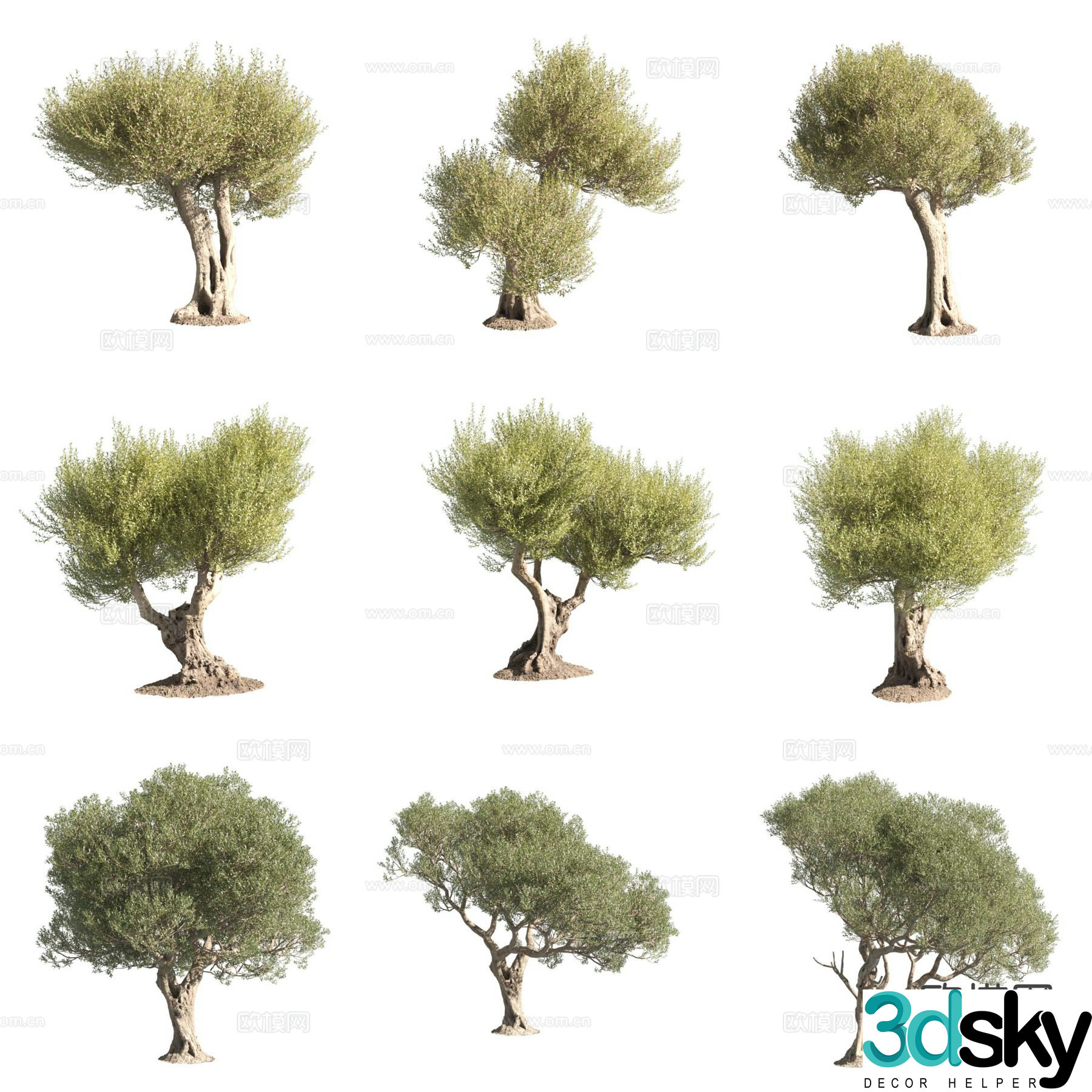 Olive Olive Landscape Tree 3D Model