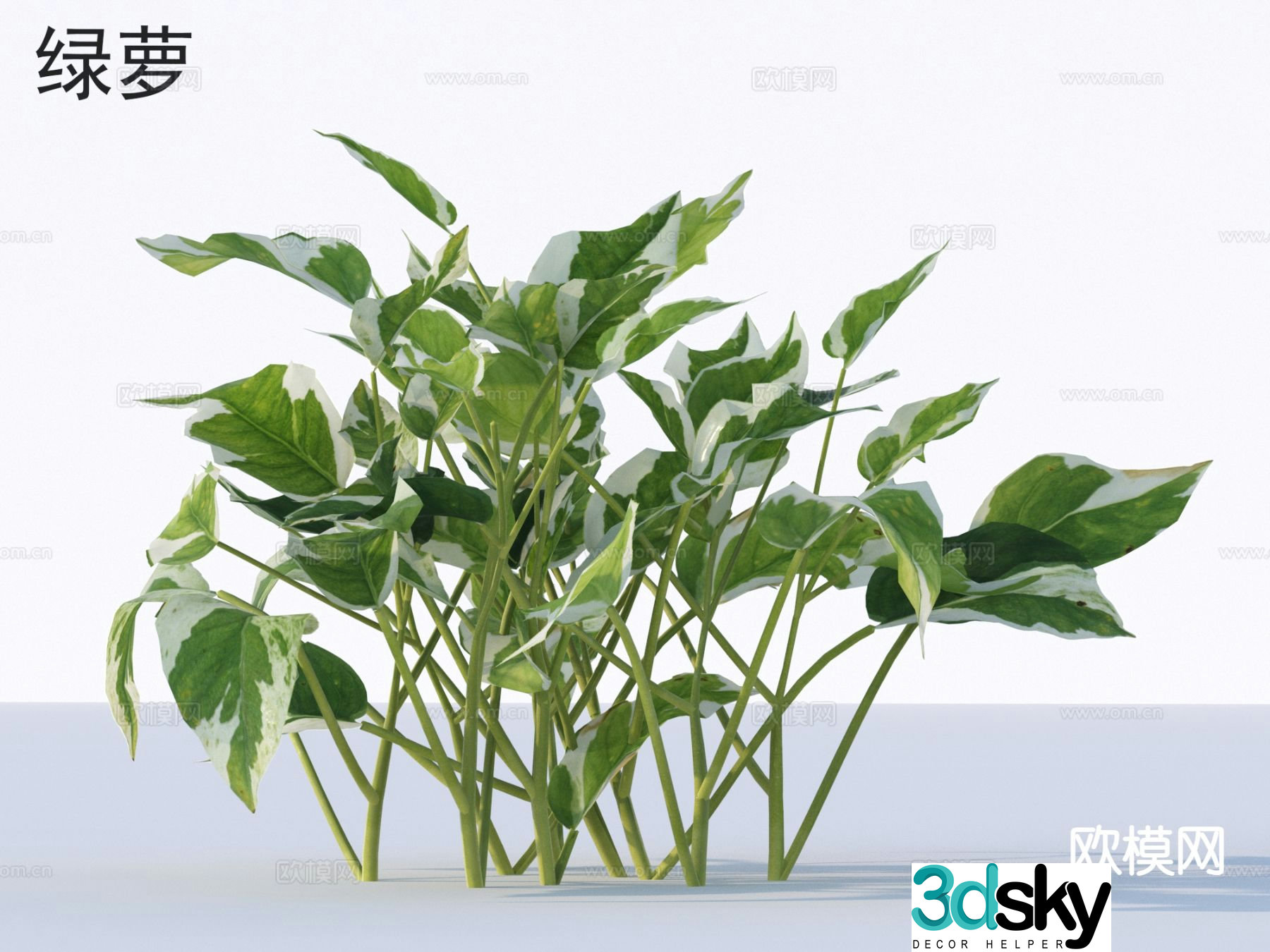 Green ivy flowers plants and shrubs plants 3D model