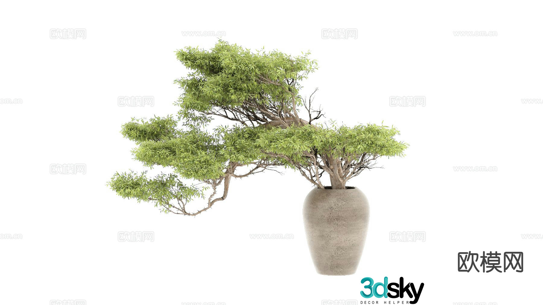 New Chinese style bonsai pine tree 3d model