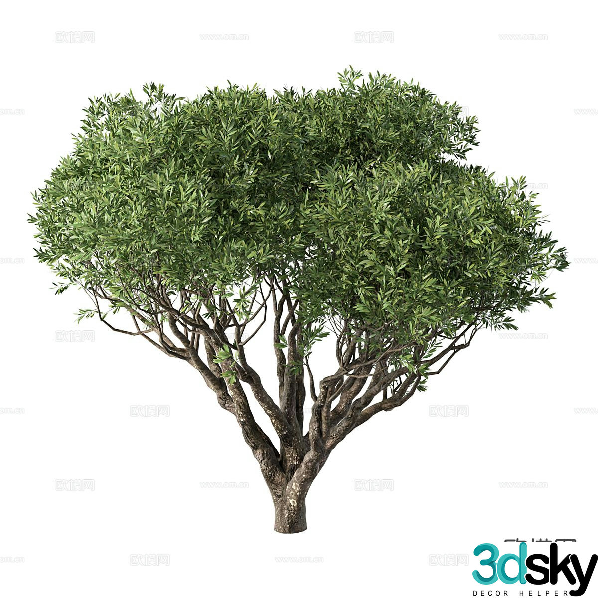 low shrub low tree 3d model