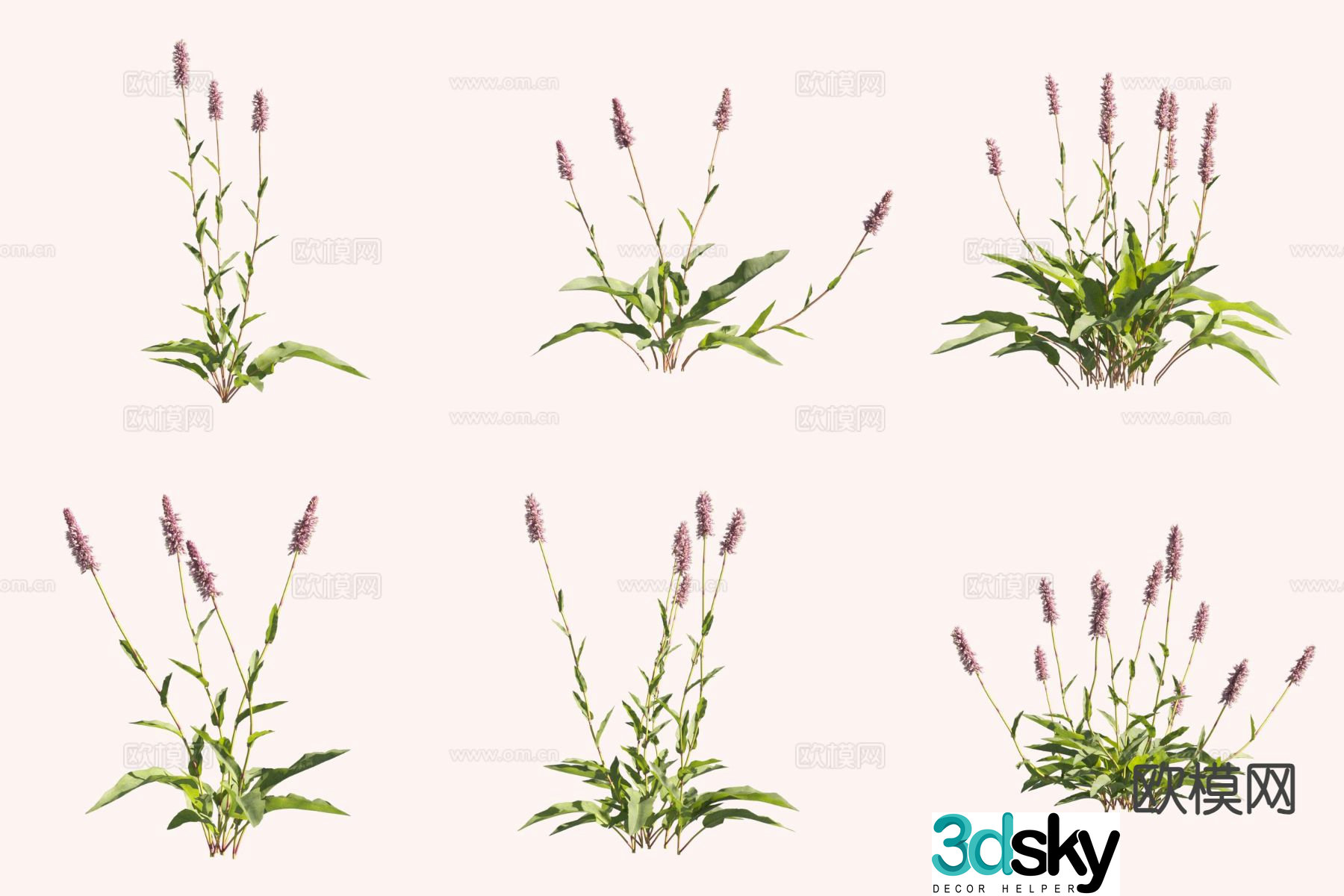 Purple Ginseng Fist Ginseng Flower and Plant 3D Model