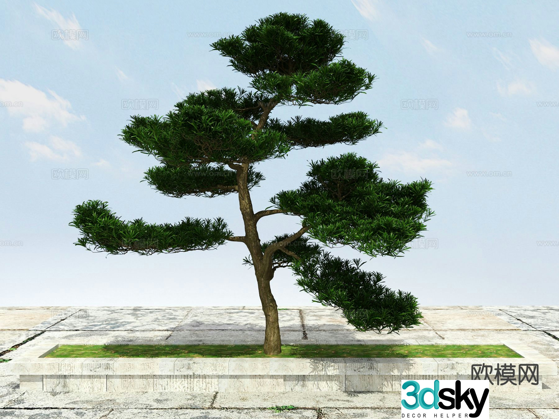 New Chinese-style pine tree Podocarat Welcoming Pine 3D model