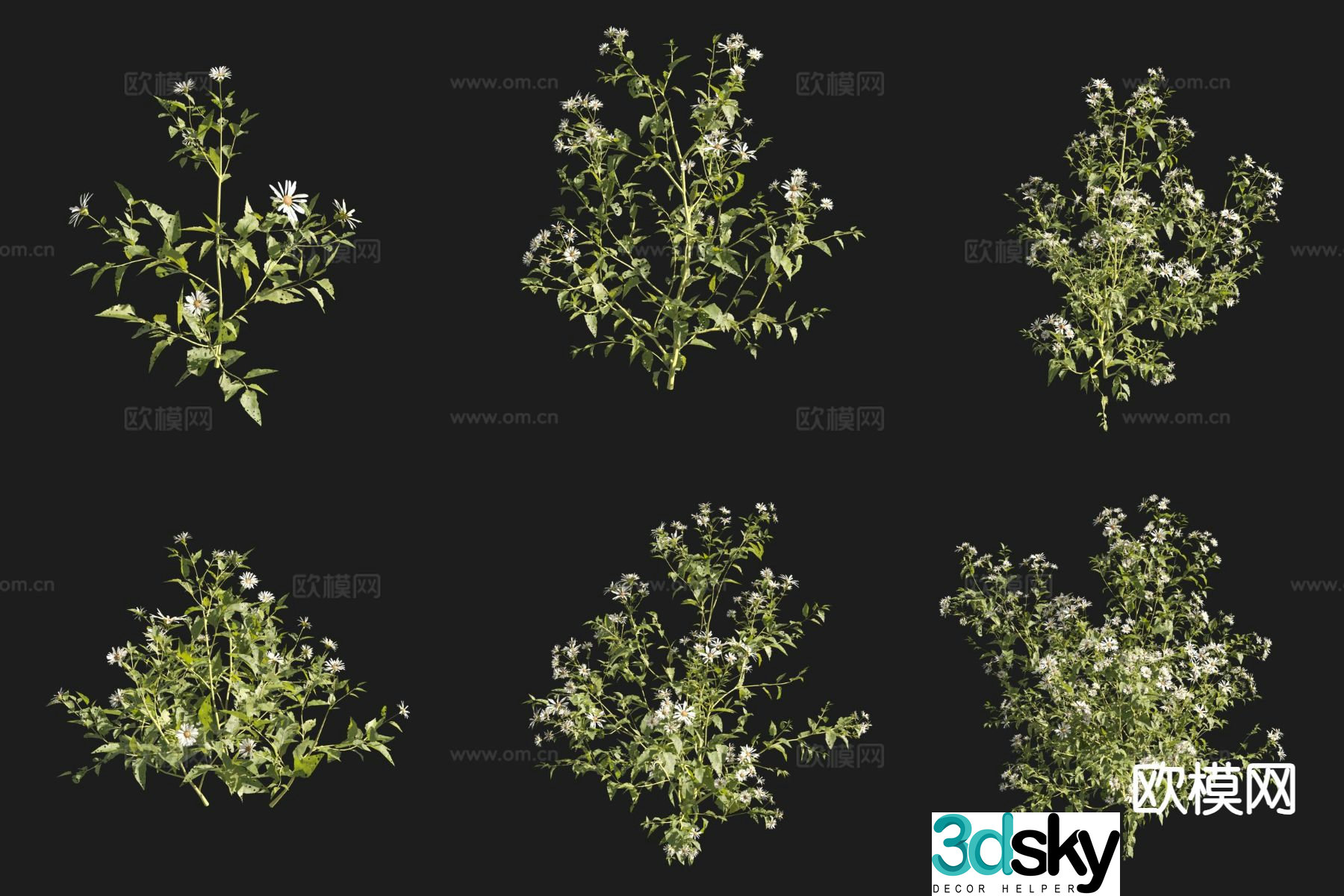 Aster of Little Tongue Flowers and Plants 3D Model