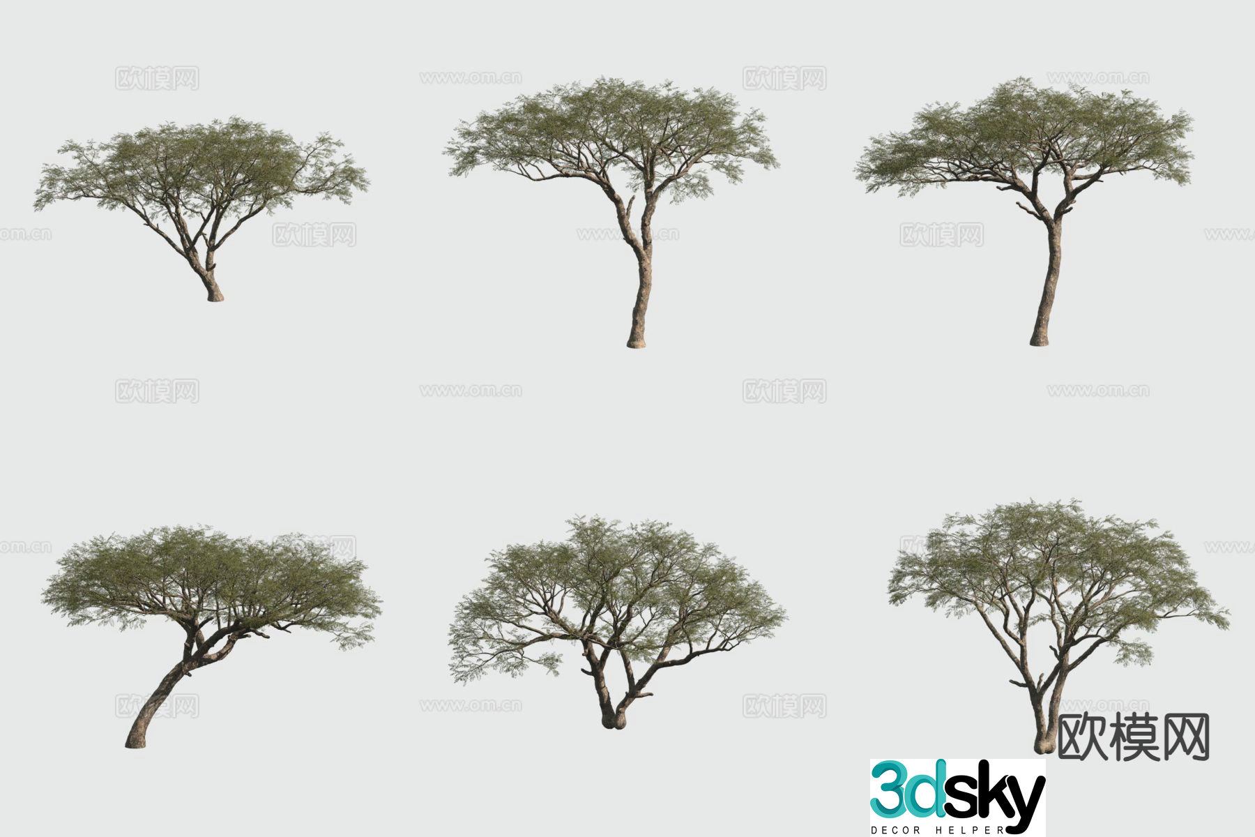 Arabic Acacia Tree 3D Model