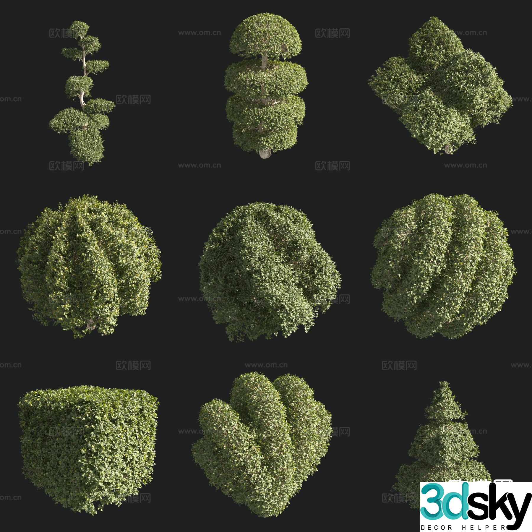 Little Leaflet Ligustrum Alien Shrub Modeling Shrub 3D Modeling