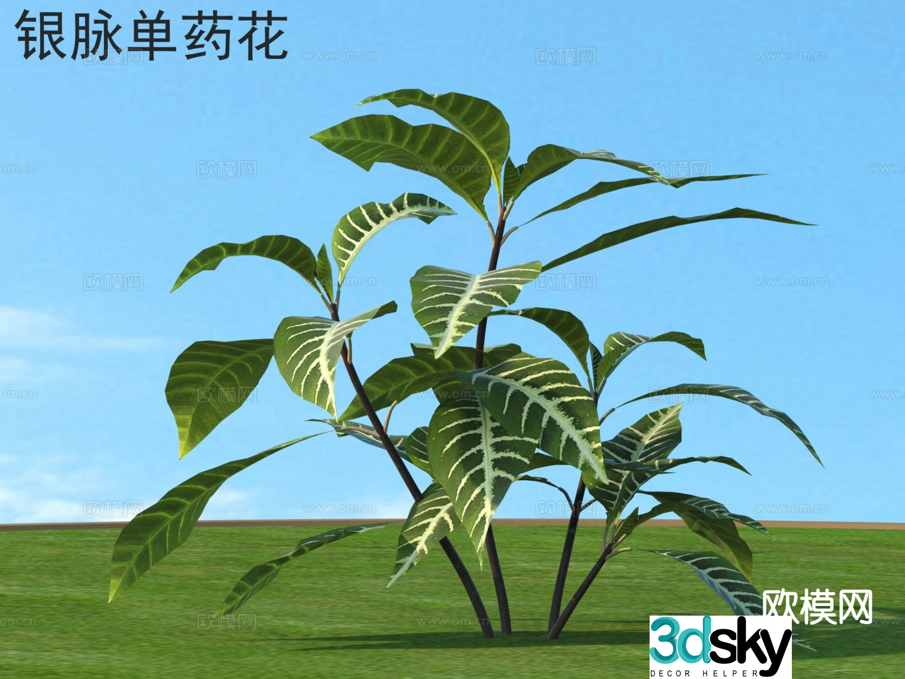 Silver vein single medicinal flowers flowers plants shrubs plants 3D model