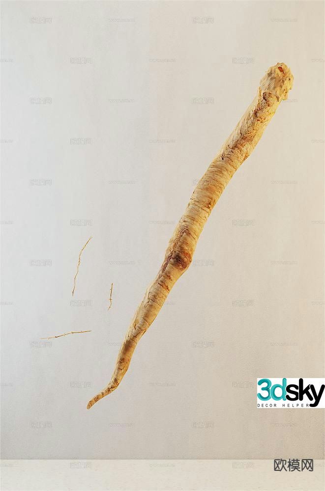 Traditional Chinese Medicine Codonopsis pilosula 3D model