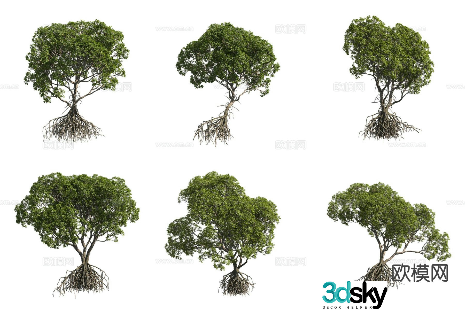 Mangrove Positive Mangrove 3D Model
