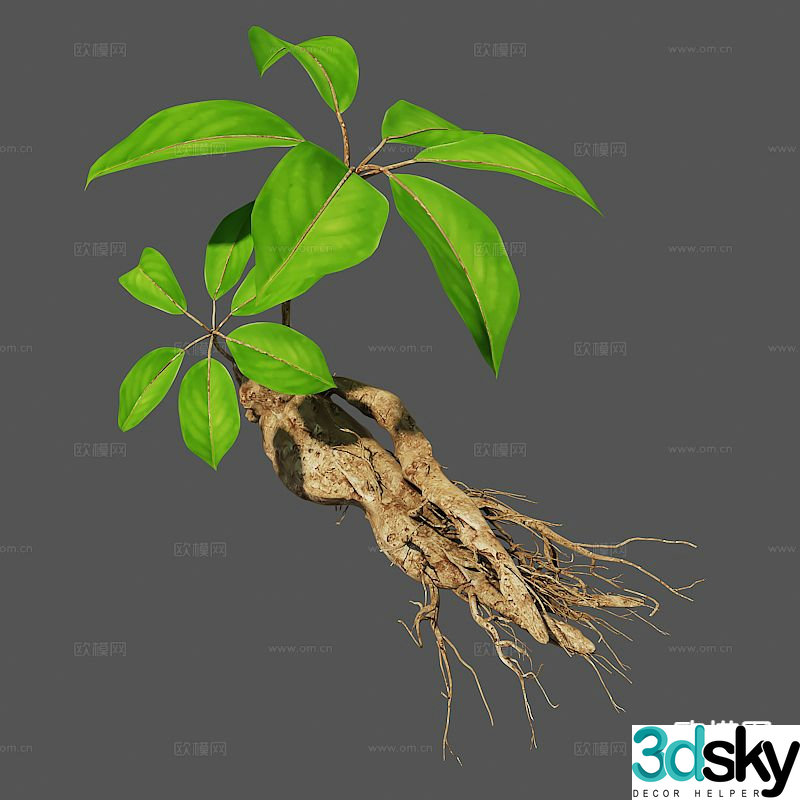 Traditional Chinese Medicine Wild Mountain Ginseng 3D Model