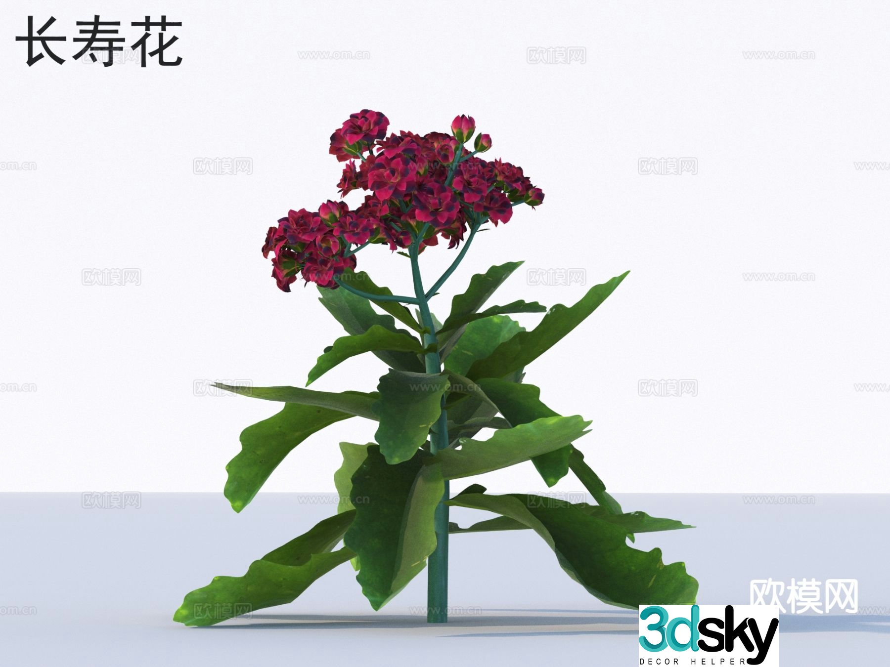 Longevity Flowers Flowers Plants 3D Model
