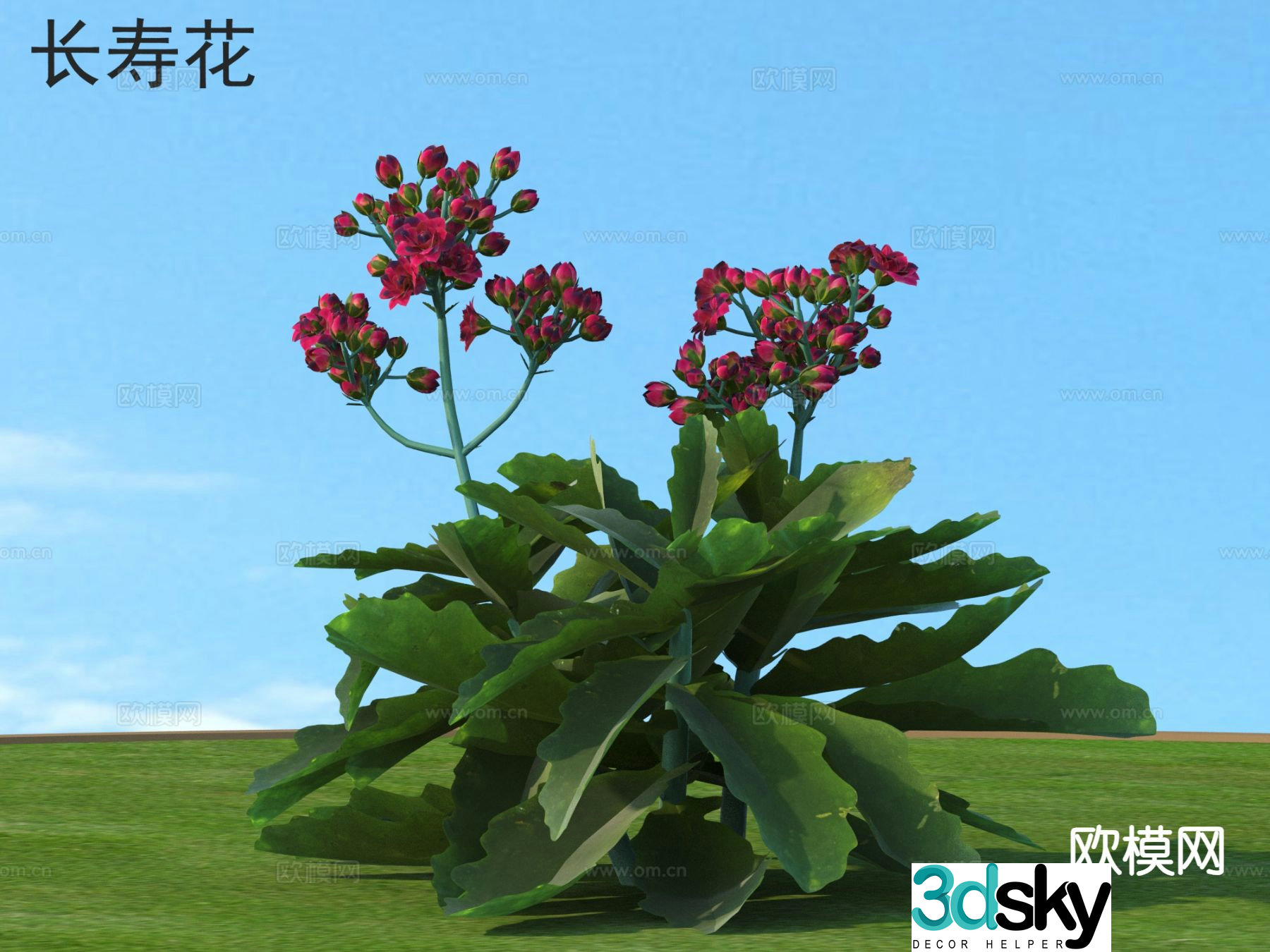 Longevity Flowers Flowers Plants 3D Model