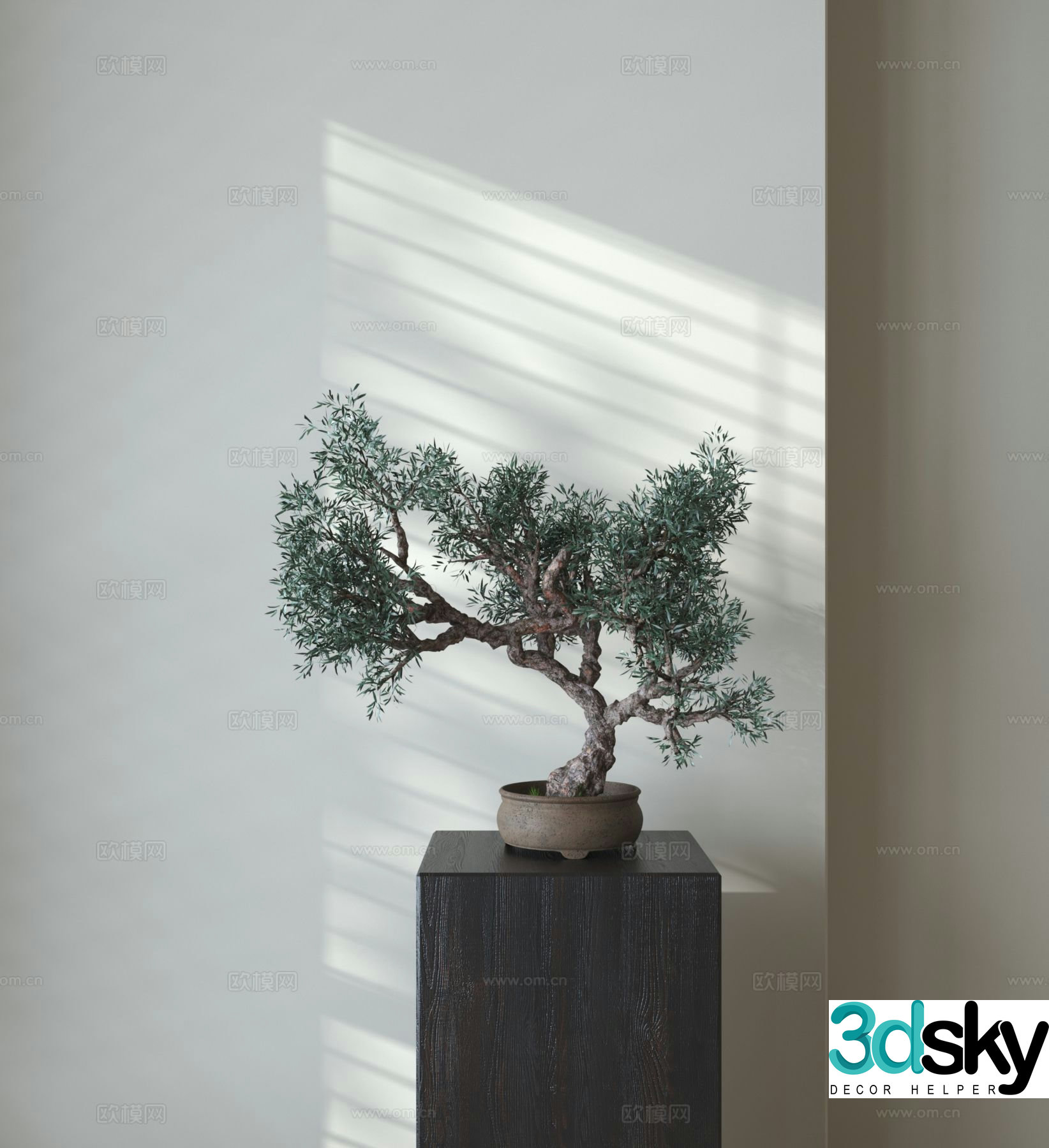 Middle-aged bonsai green plants 3D model