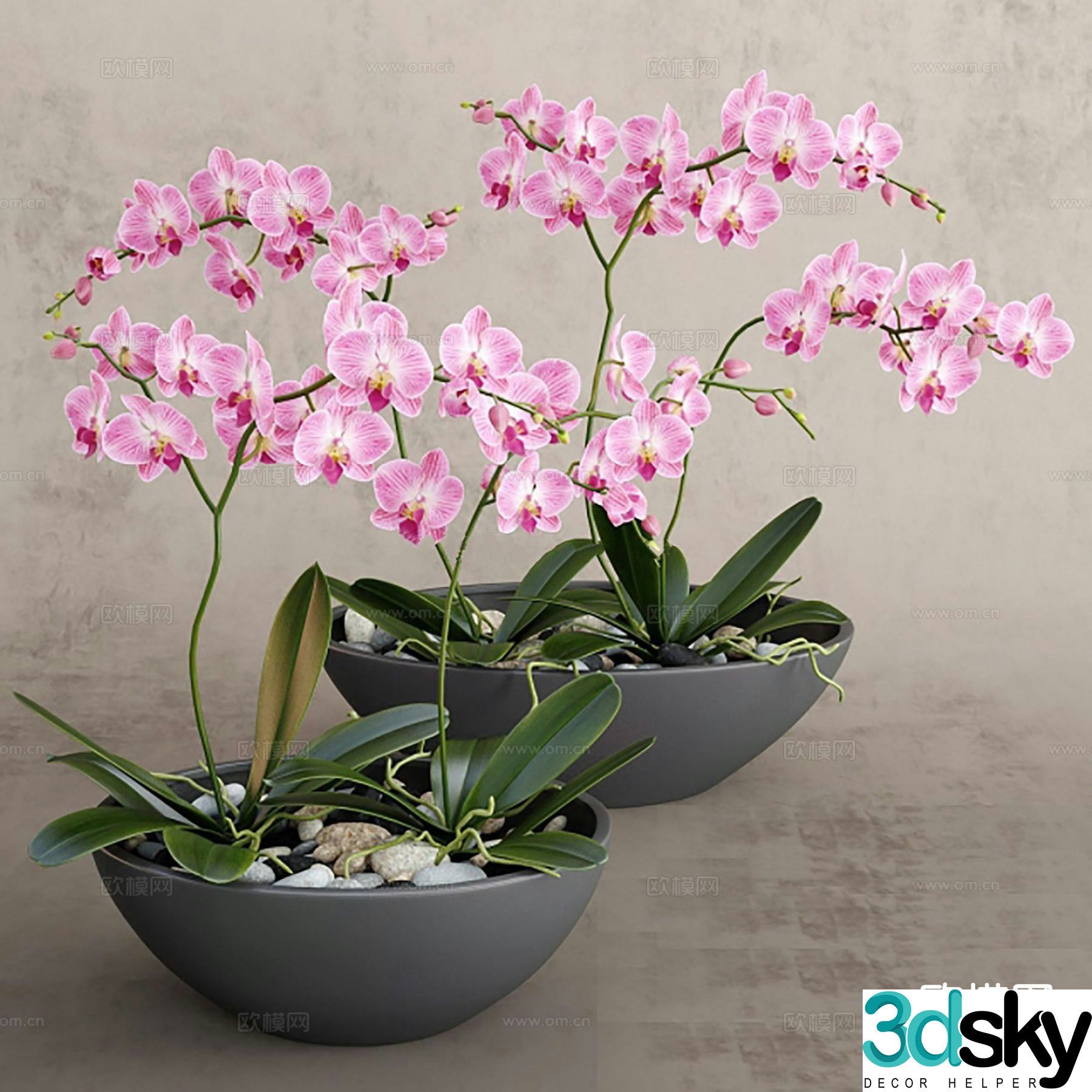 orchid potted flowerpot 3d model