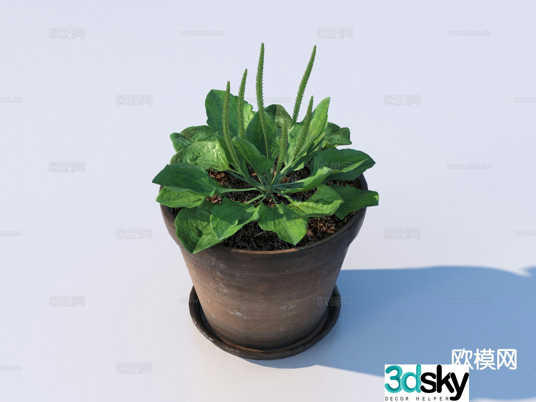 Flowerpot Green Plant Plant 3D Model