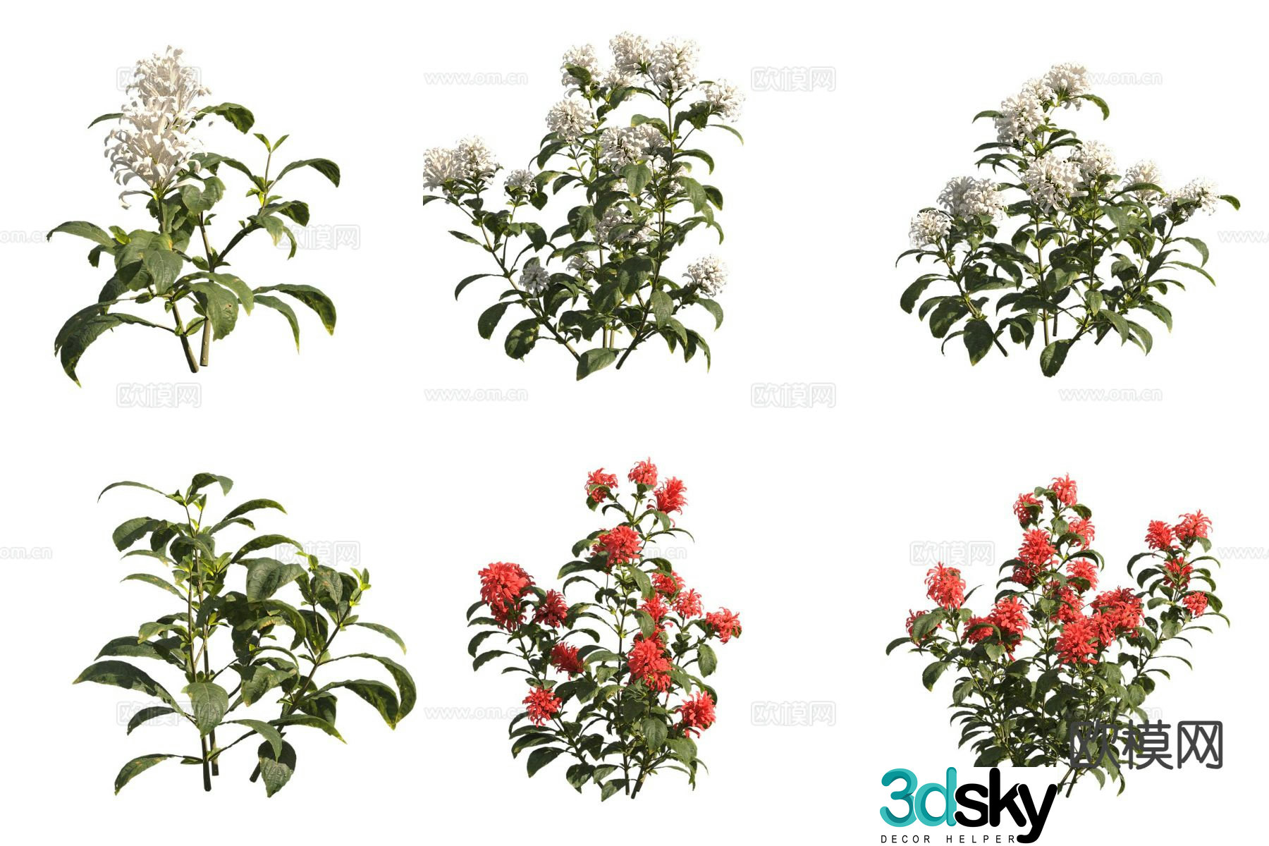 Coral Flowers Flowers and Plants 3D Model
