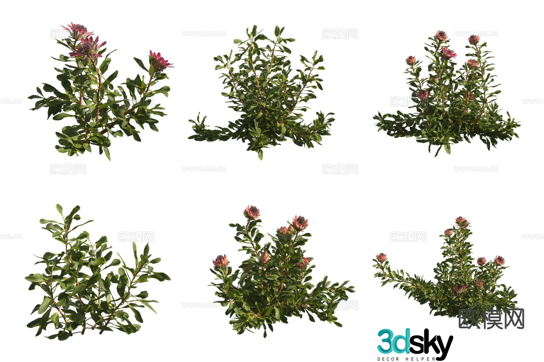 Imperial Flower Shrub 3D Model