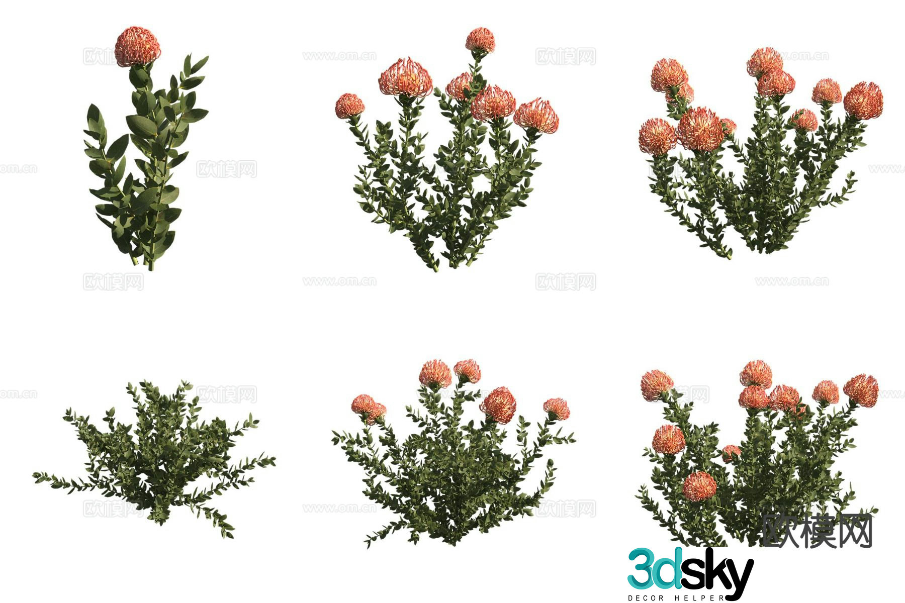 Pincushion Flowers Flowers and Plants Shrubs 3D Model