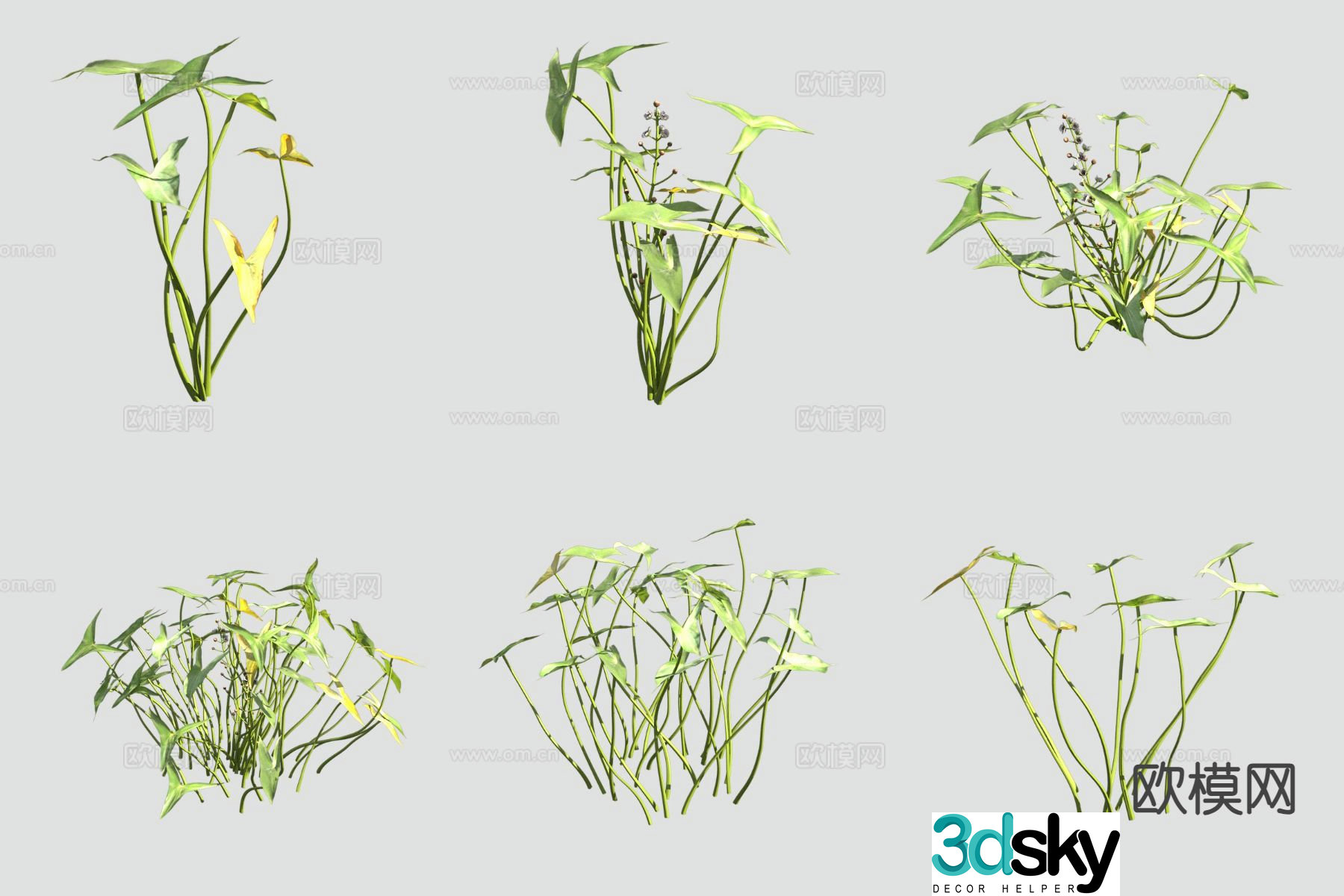 3D model of cypress mushrooms