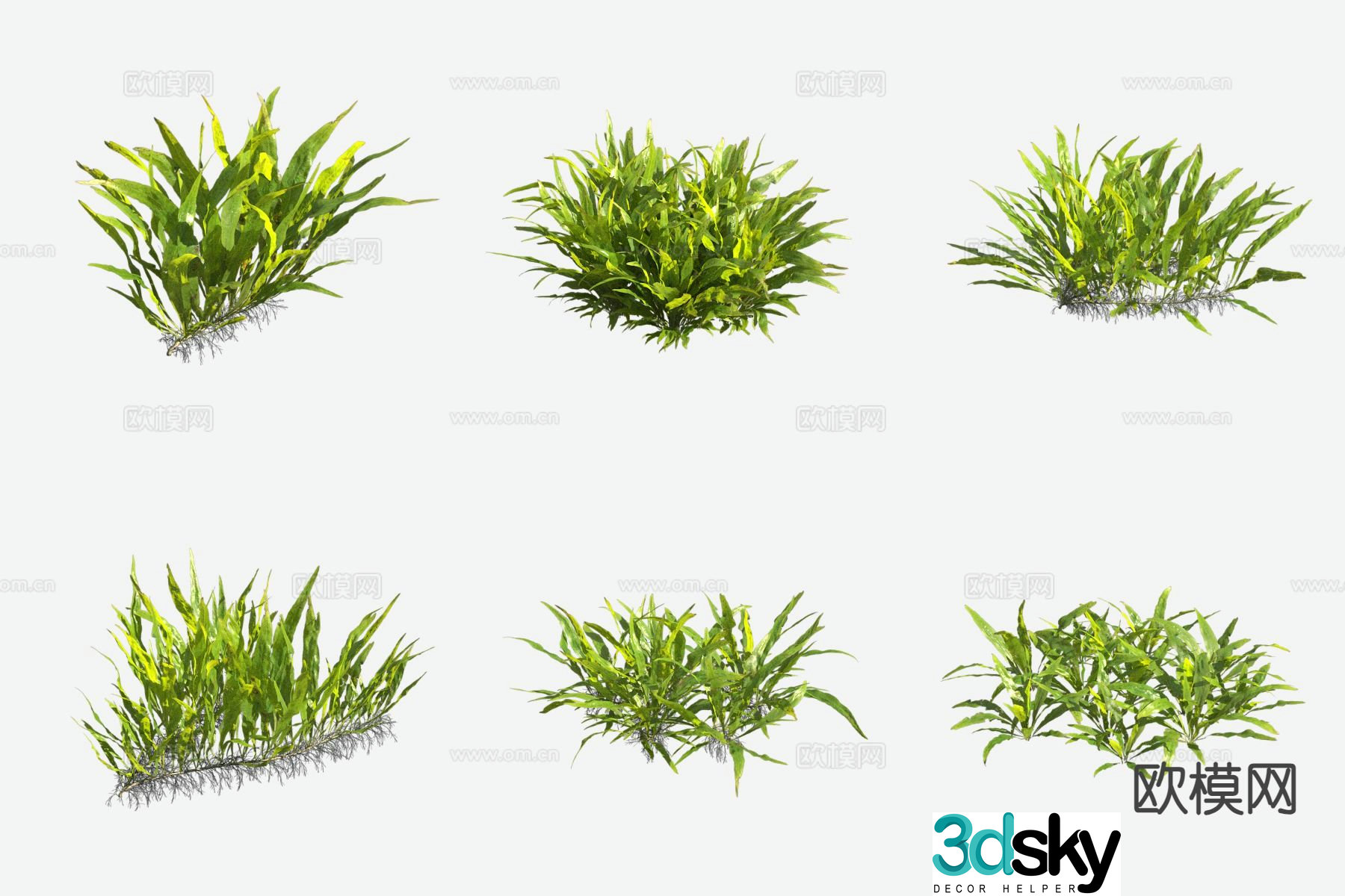 Winged Star Fern Aquatic Plant 3D Model