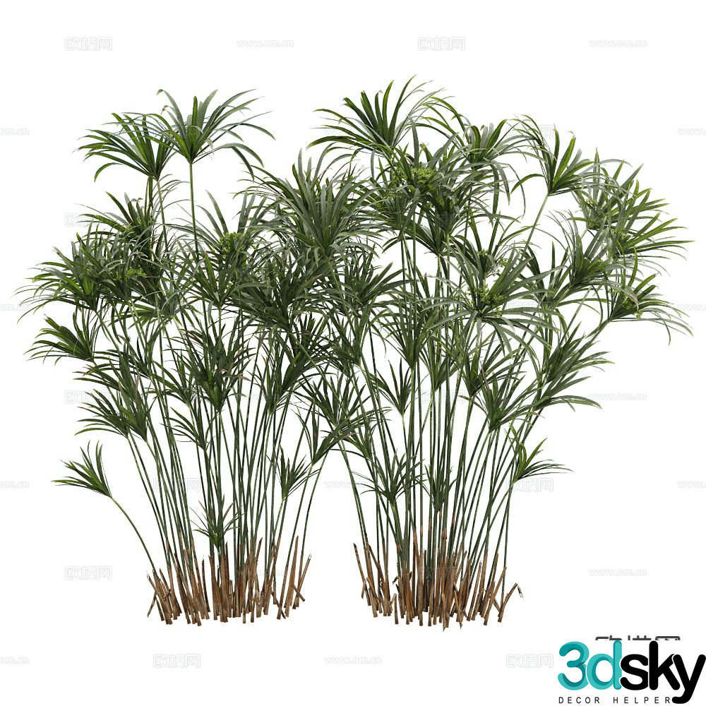 Shrub Bamboo 3d model