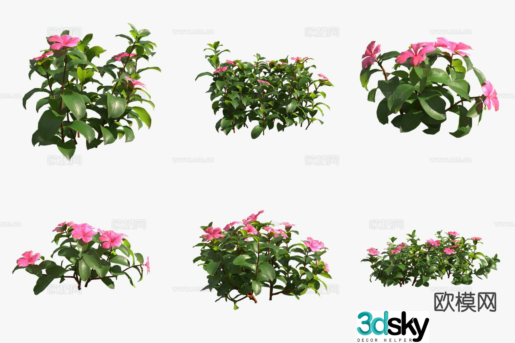 Periwinkle flowers and flowers and plants shrubs 3d model