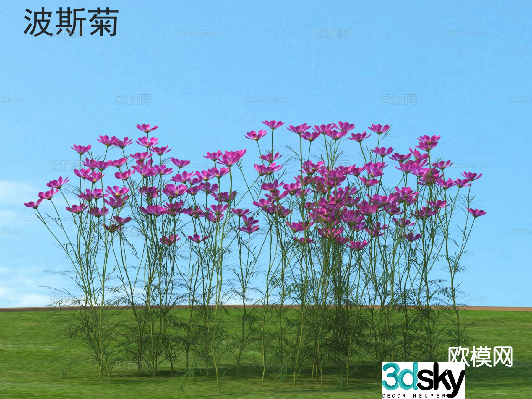 Cosmos Flowers Plants Shrubs Flowers 3d Model