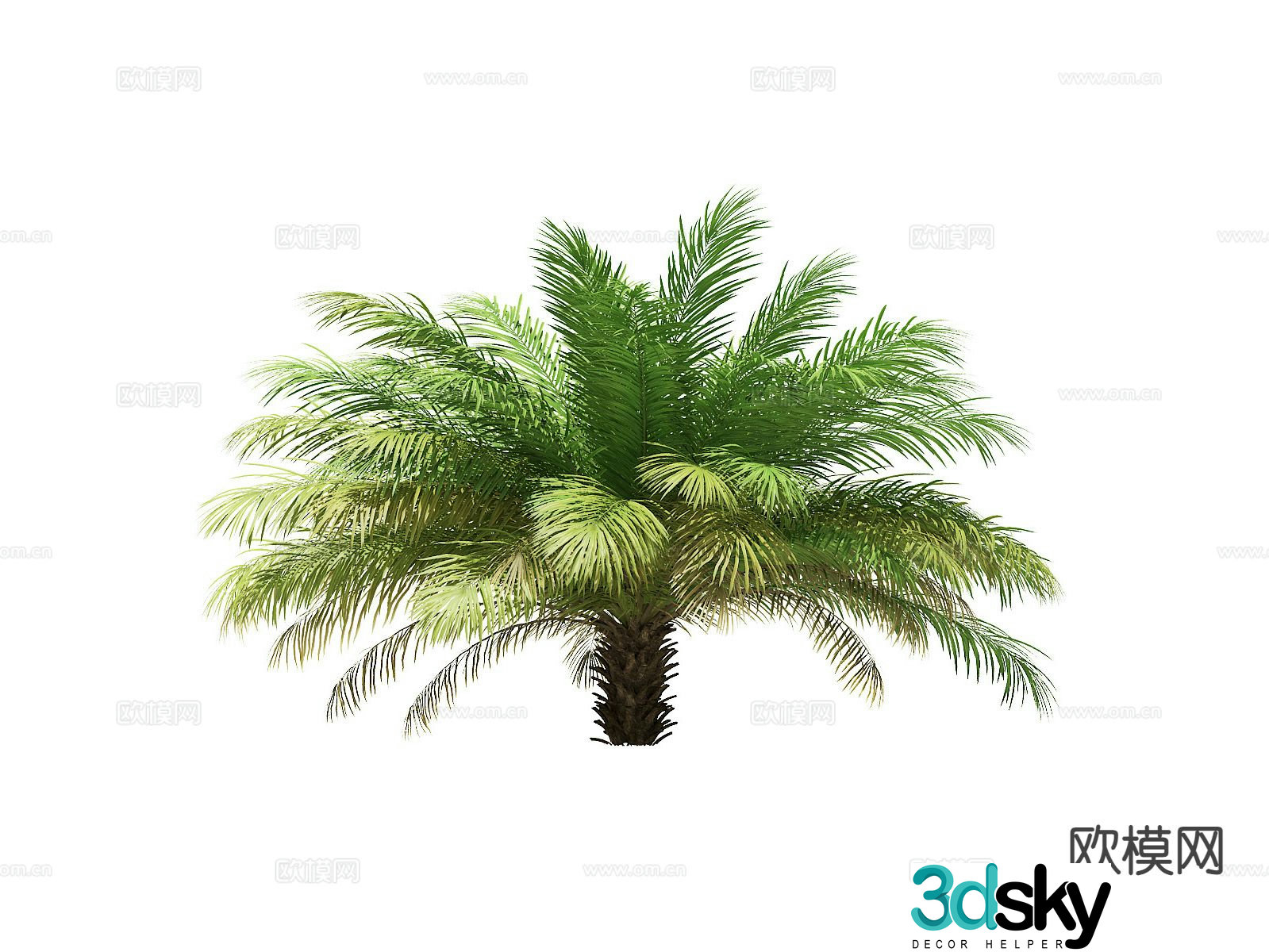 Trees Landscape Trees Street Trees Palm Trees 3D Model