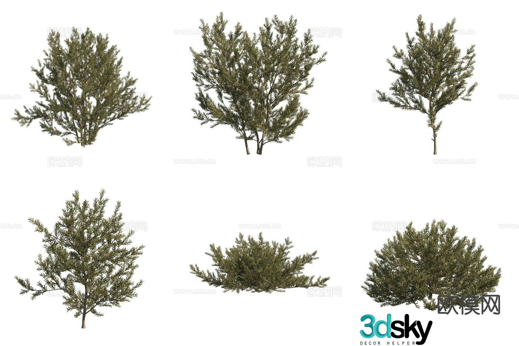 Desert plant Salt ear wood Shrub 3d model