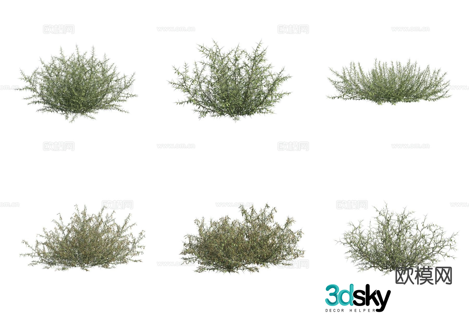 Leaf Camel Thorn Desert Plant Shrub 3D Model