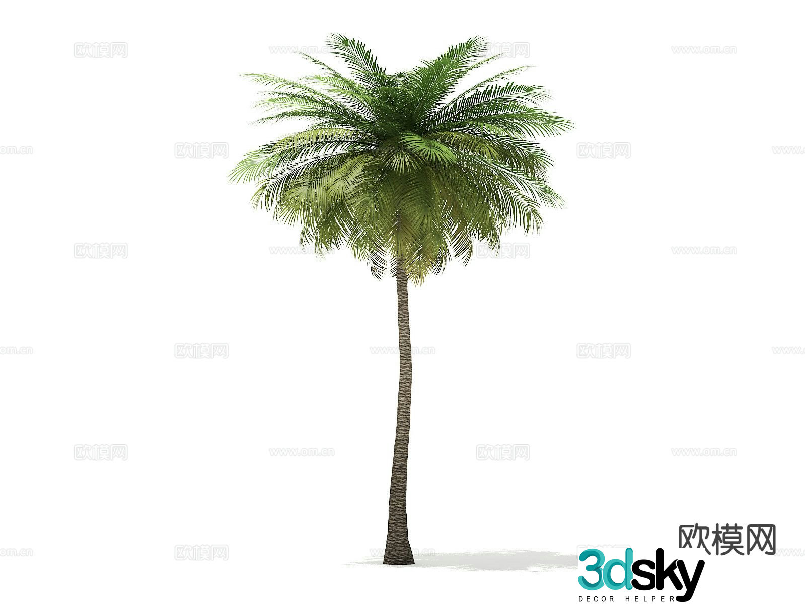 Trees Landscape Trees Street Trees Palm Trees 3D Model