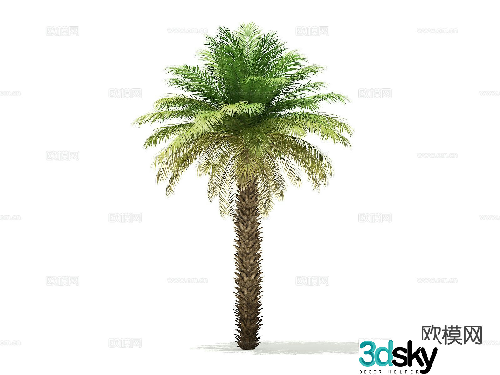 Trees Landscape Trees Street Trees Palm Trees 3D Model