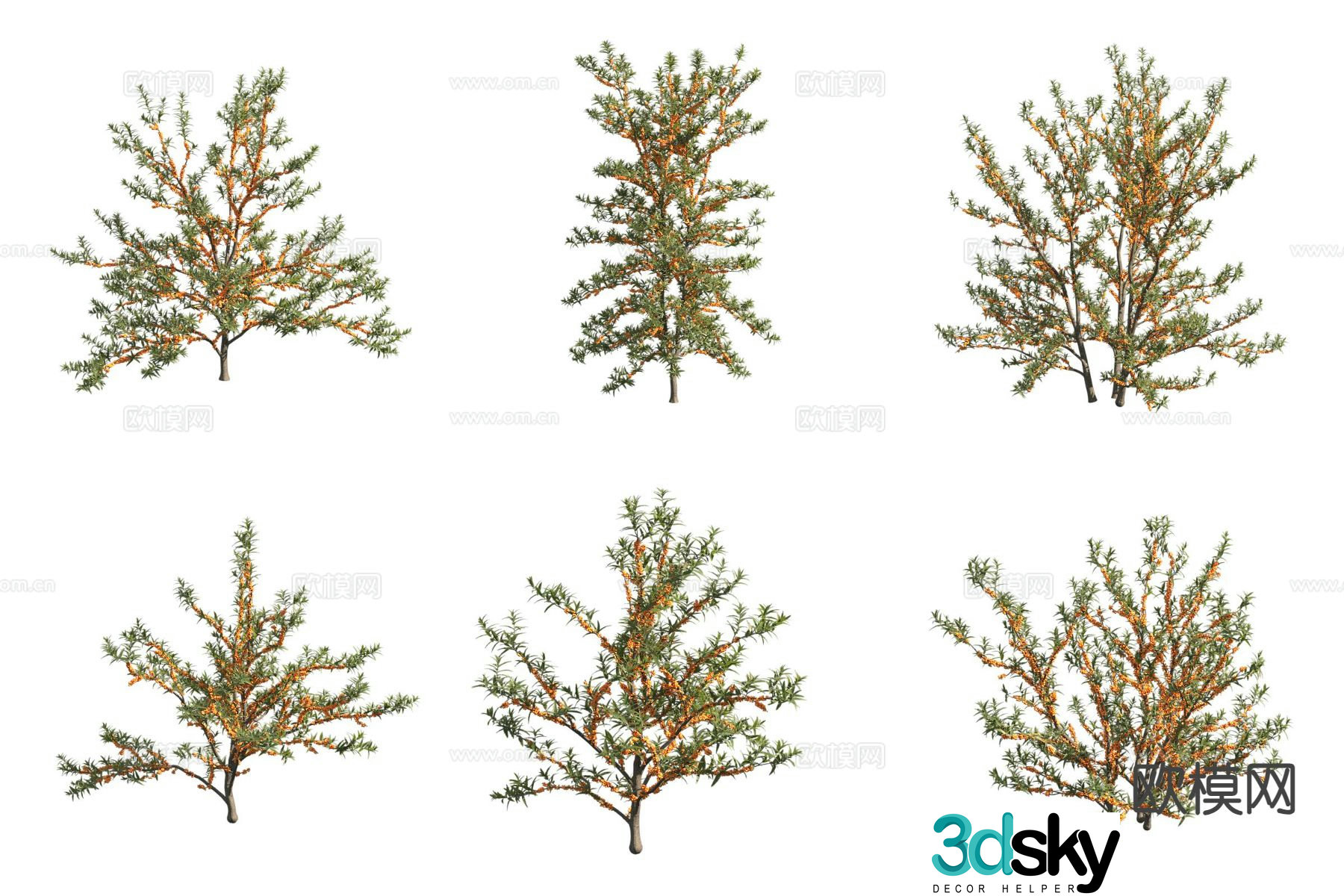Sea buckthorn Desert Plants Shrub 3D Model
