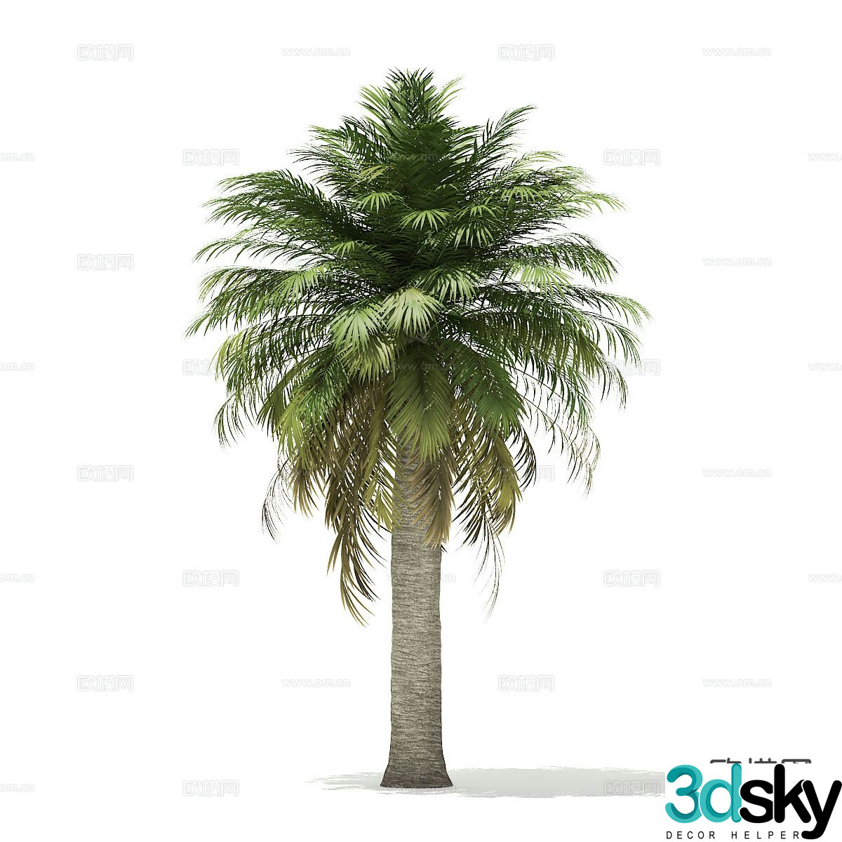 Trees Landscape Trees Street Trees Palm Trees 3D Model