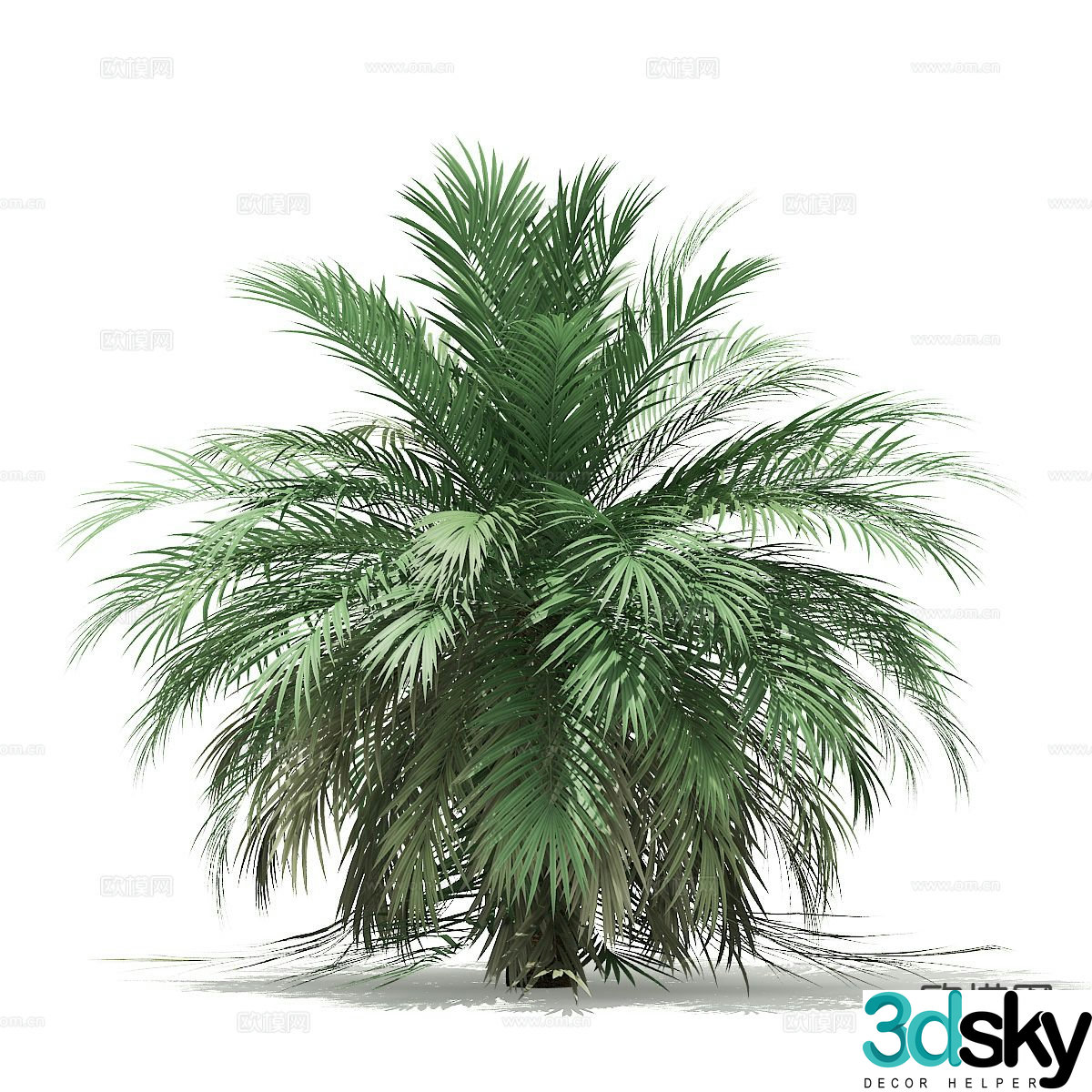 Trees Landscape Trees Street Trees Palm Trees 3D Model