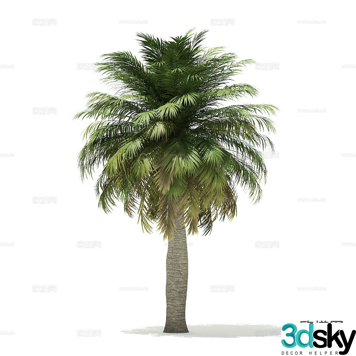 Trees Landscape Trees Street Trees Palm Trees 3D Model