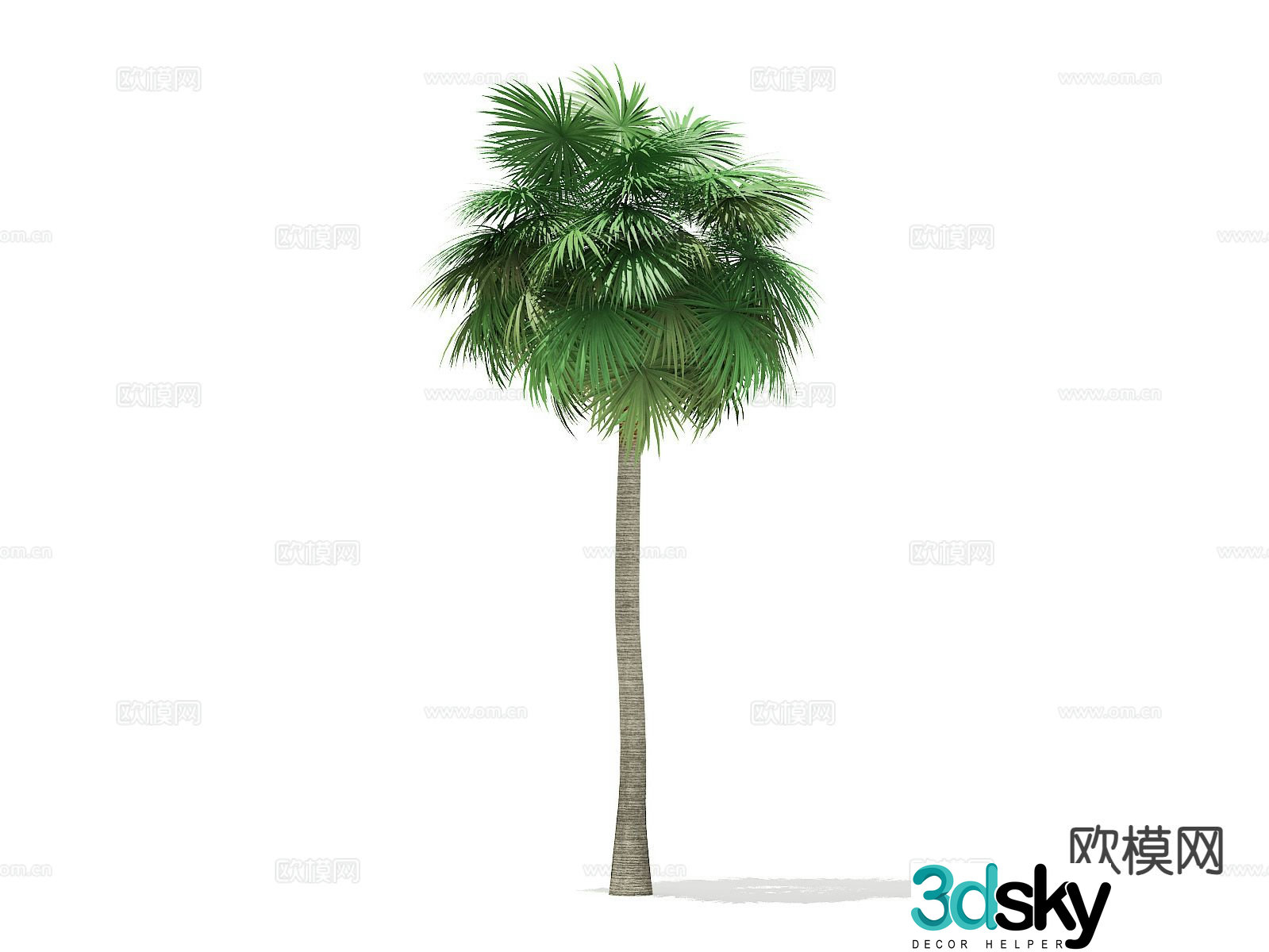 Landscape tree Street tree Tree Palm tree 3d model