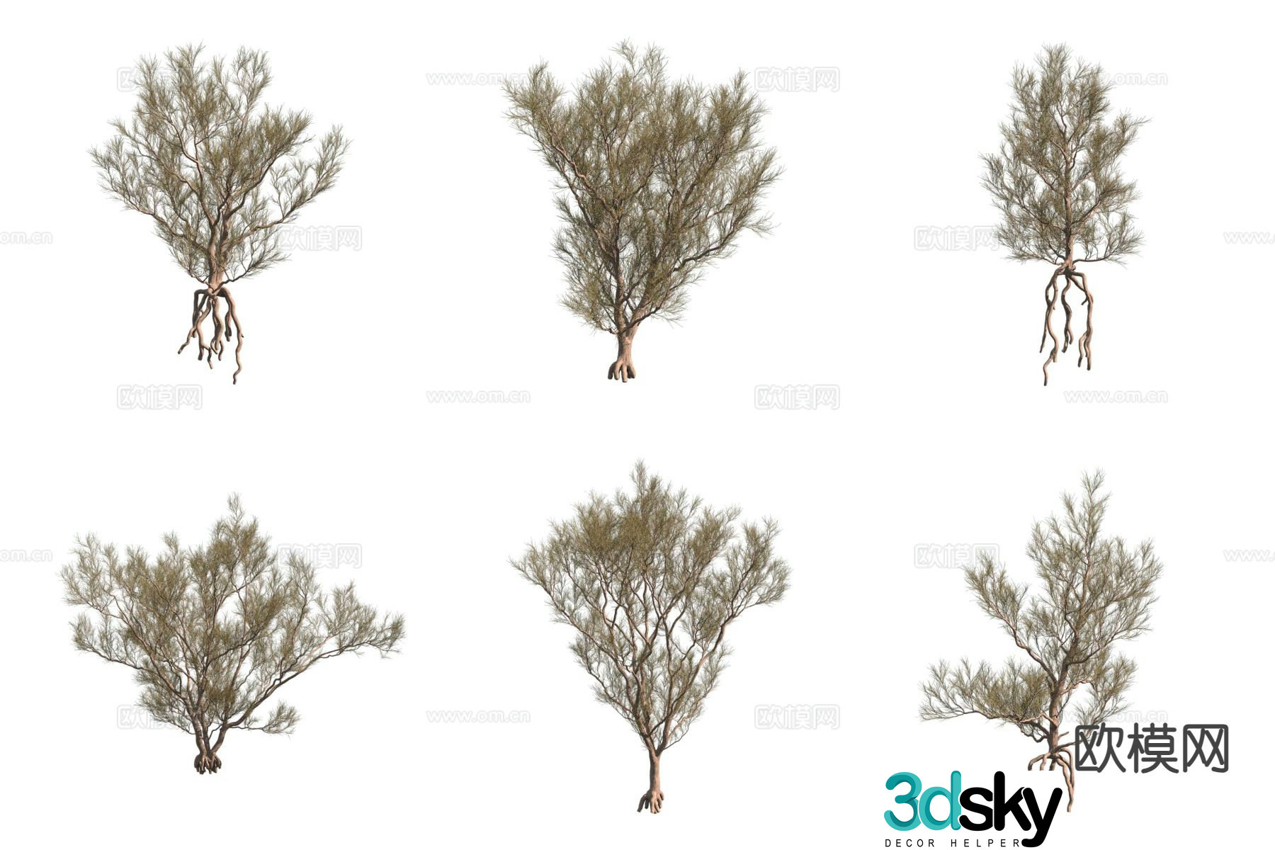 Haloxylon ammodendron tree desert plant shrub 3d model