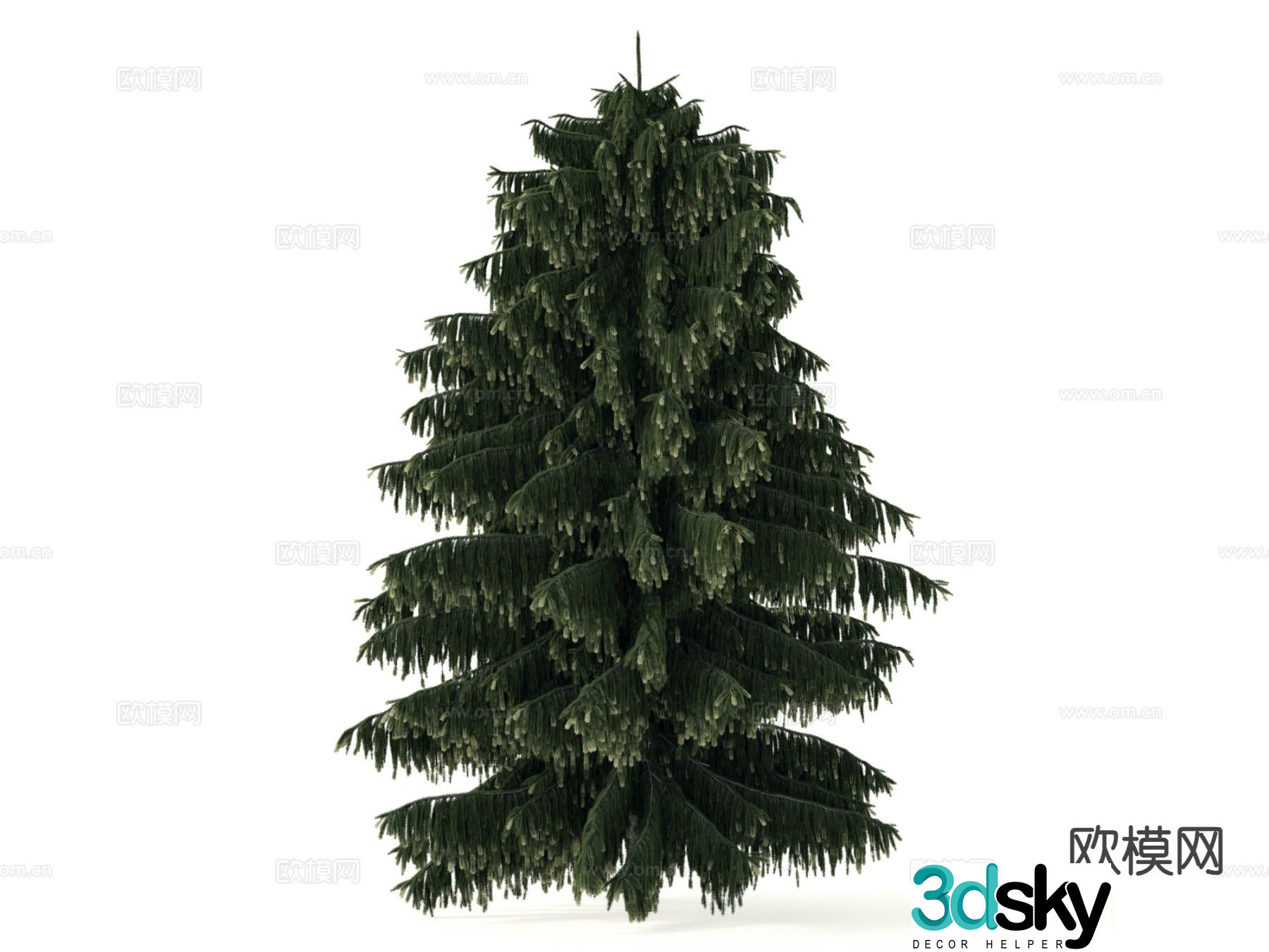 Pine Tree Tree Cypress 3d Model