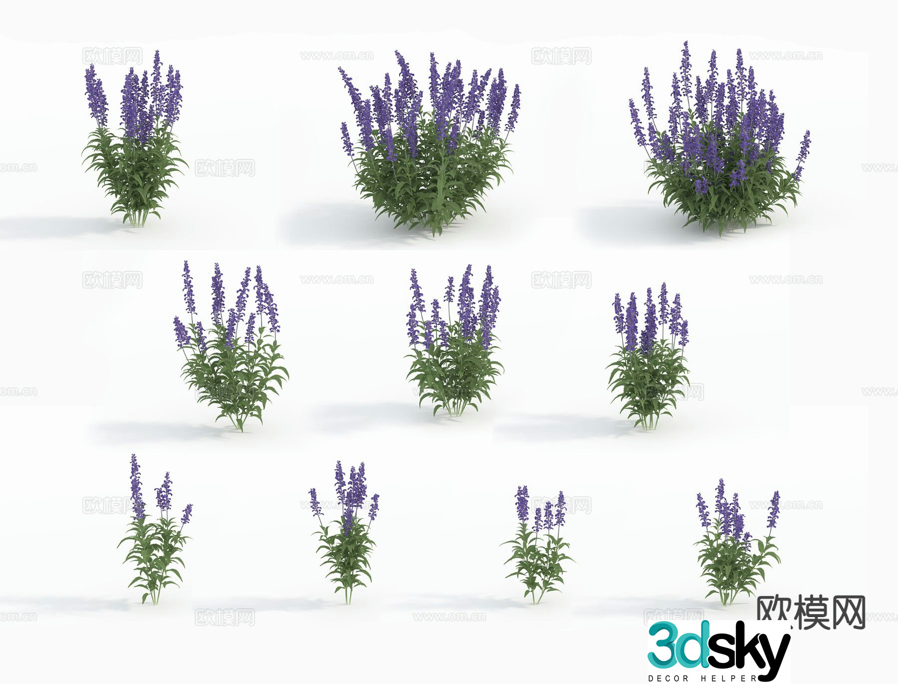 Flowers Flowers and plants Sage 3D model
