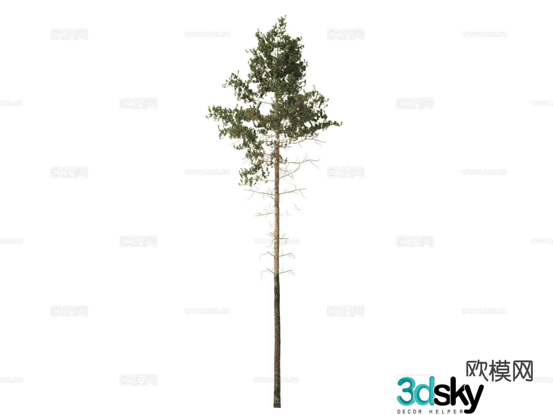 Pine Tree Tree Cypress 3d Model