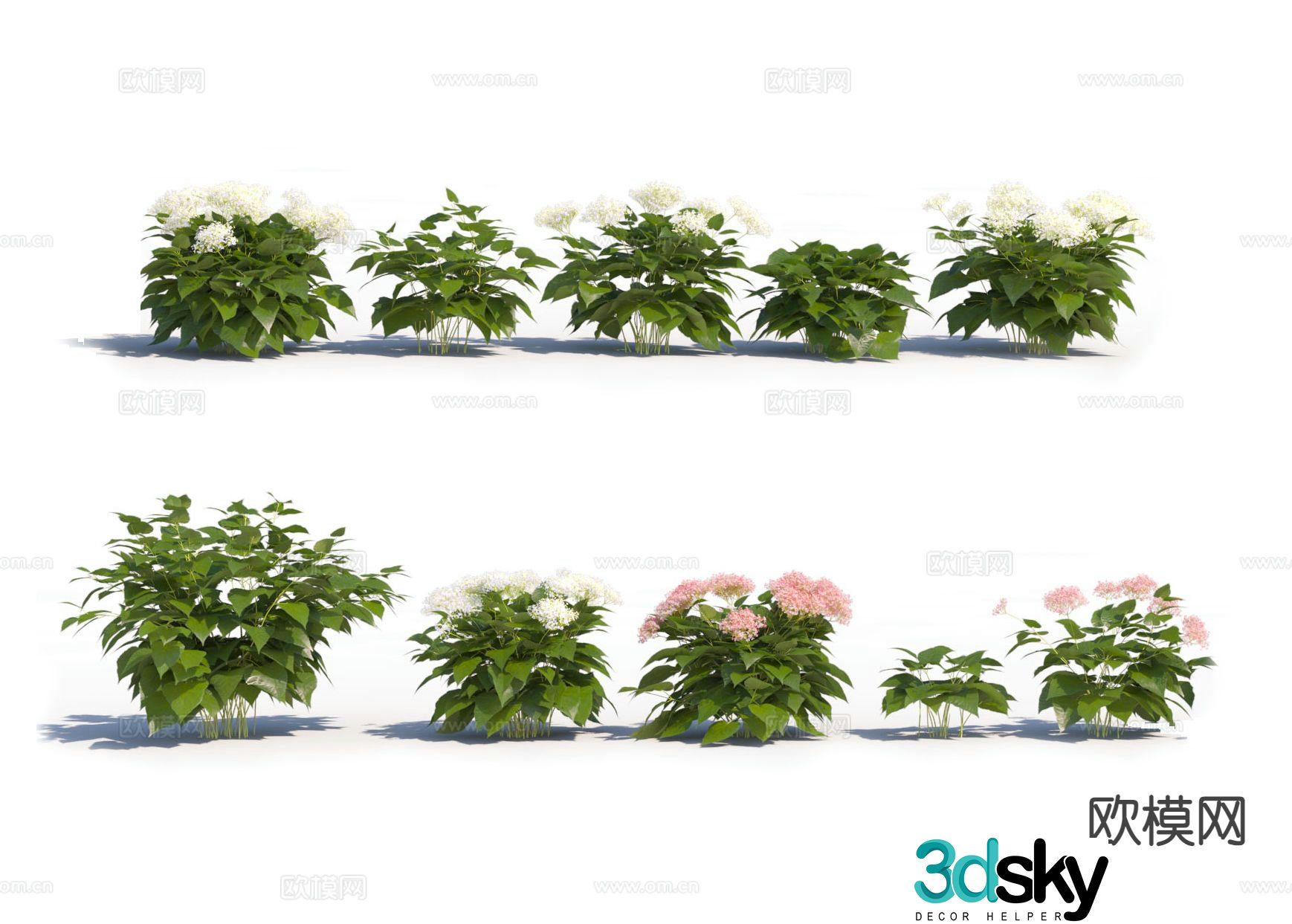 Hydrangea Flower 3D Model